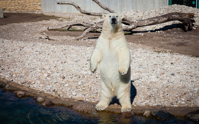 Jääkarupoeg Aron sai jahutava kingituse.