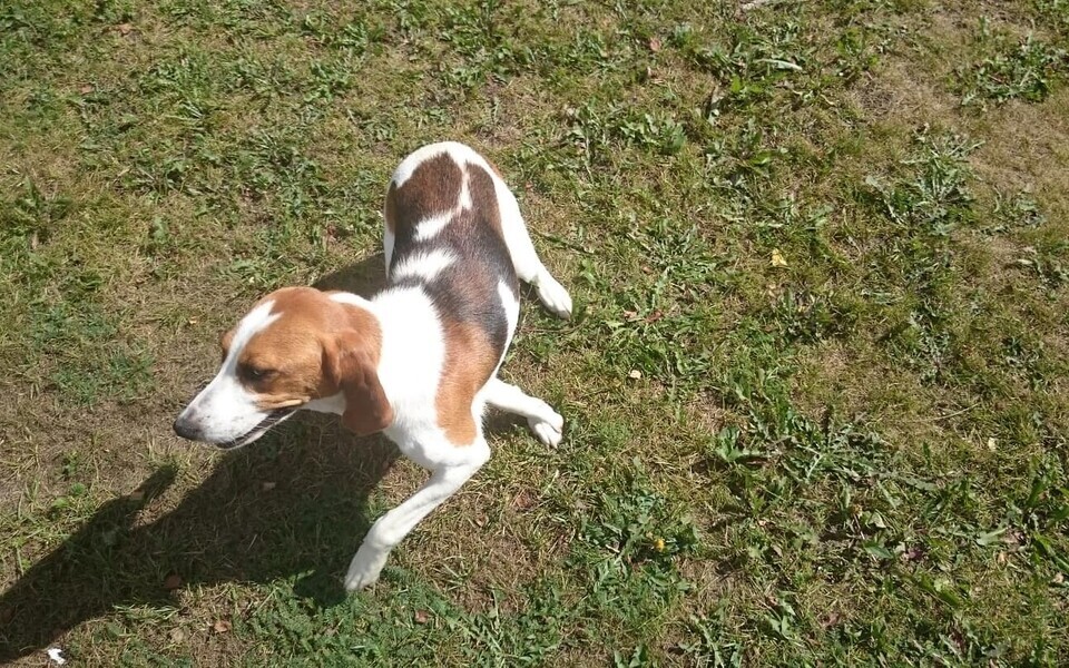 Эстонская гончая