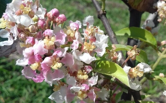 Amasoonase kaapiväät (Banisteriopsis caapi) ehk ayahuasca õitseb Brasiilias Campinase Ülikooli katseaias. Traditsiooniliselt peetakse just seda taime ayahuasca-joogi põhiliseks komponendiks.
