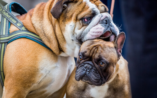 Insta-koerad Kalamajas