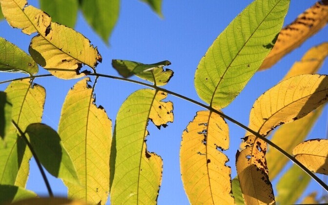 ERR-i lugejate sügisesed fotod