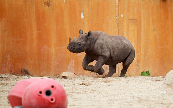Ninasarvikupäev Tallinna loomaaias