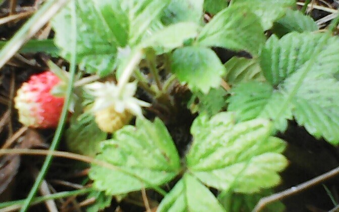 Metsmaasikad oktoobris