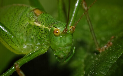 Eesti tirtsude söögiks kasvatamine on siiski veidi keerukas.