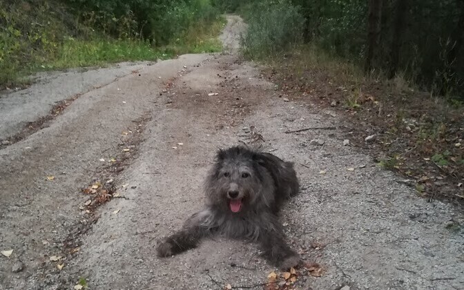 Koer Aada elu koos perenaisega