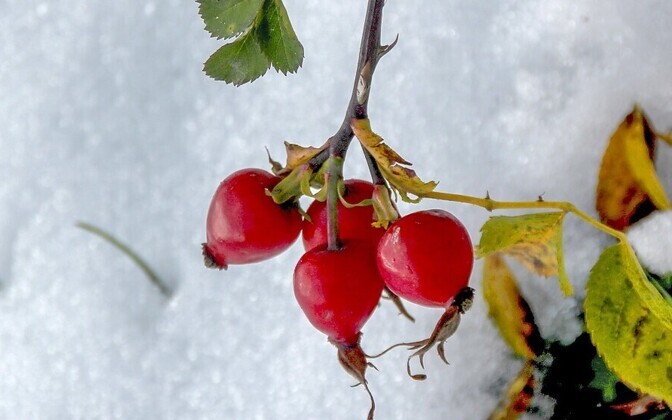 Снег в Тарту.