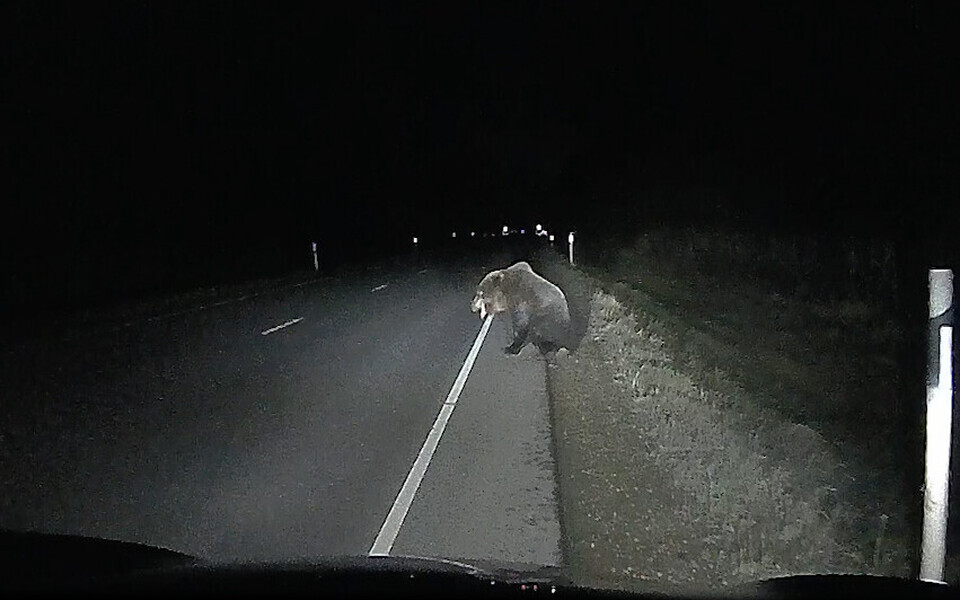 Медведь после столкновения не мог стоять на задних лапах.