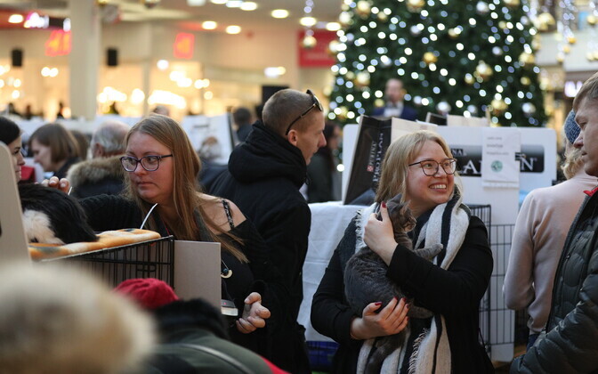 Heategevuslik kassinäitus