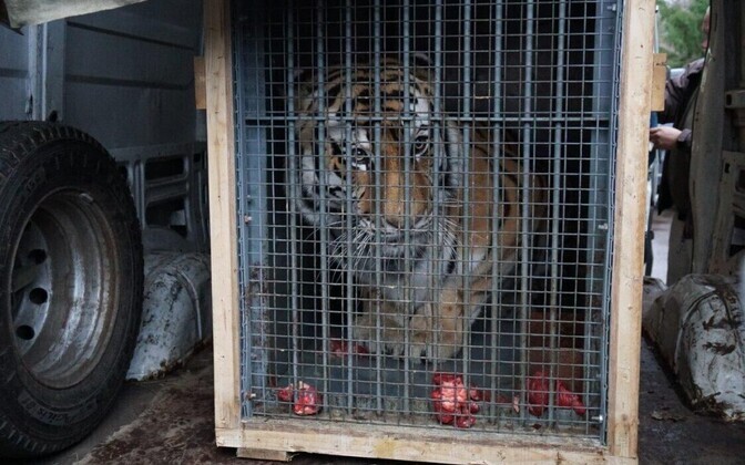 Погрузка Боцмана.