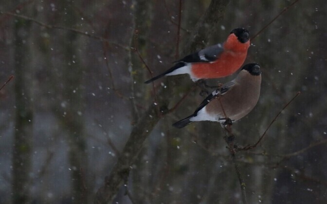 Linnud ei karda tormi