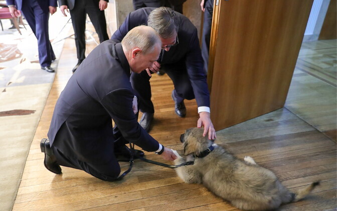 Владимир Путин знакомится с сербским подарком.
