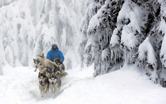 Koerarakendite võiduajamine Tšehhis