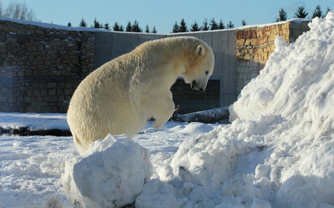 Белые медведи