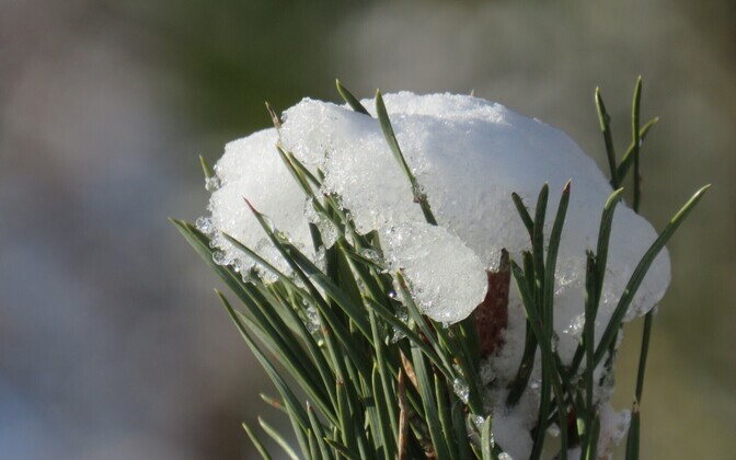 Esimesed kevadekuulutajad Kullamaal