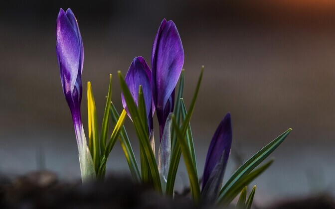 Kevadised õitsejad, krookused