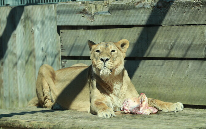 Lihavõttepühad loomaaias