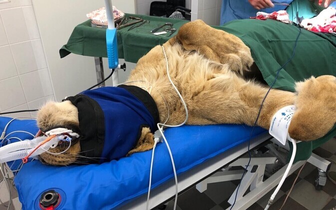 Операция львицы в Таллиннском зоопарке в апреле 2019 года.