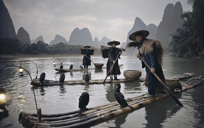 Бакланы в Яншо, Китай, 2005.