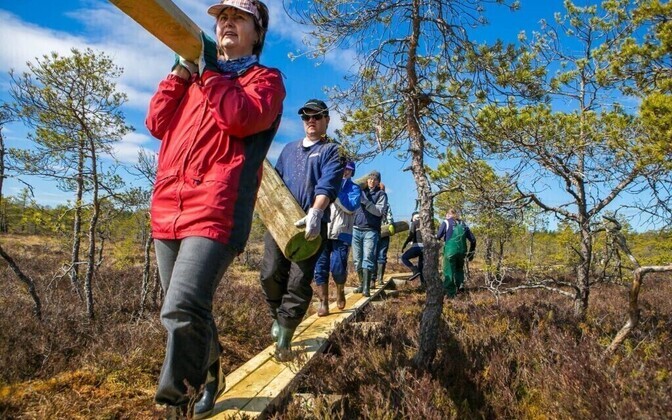 Väätsa raba laudtee ehitus.