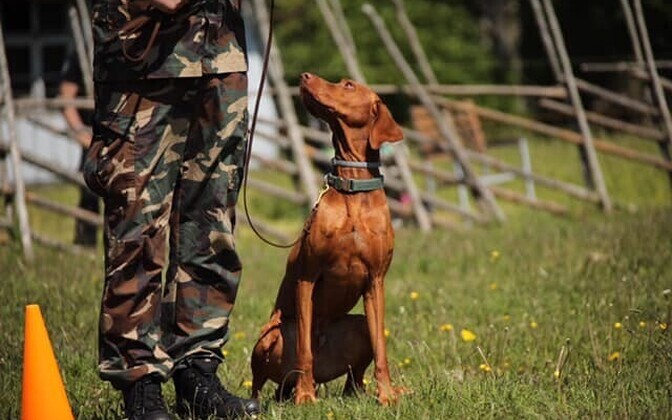 Соревнования служебных собак на Сааремаа.