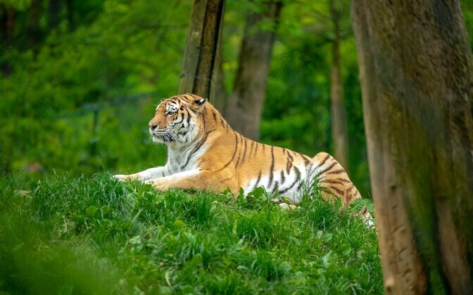 Боцман в чешском зоопарке.