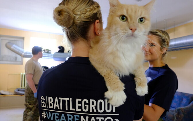 Members of NATO Battlegroup Estonia helped the nonprofit Narva Cat Room move to its new location across town on Thursday. June 6, 2019.
