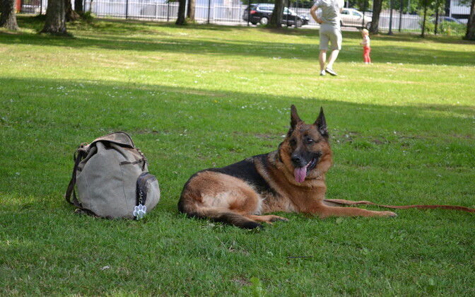 Шествие собак.