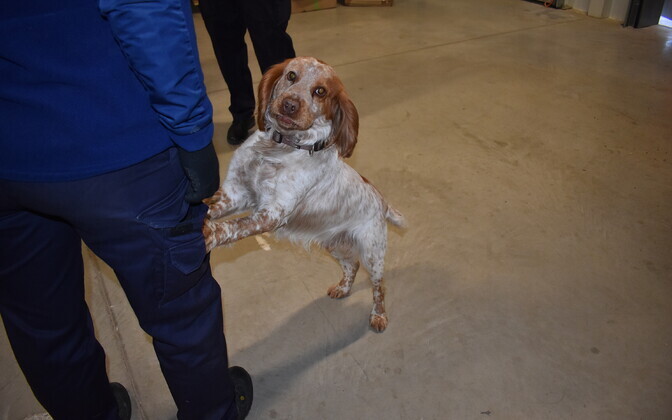 Narko- ja tubakakoer DPD Jõhvi depoos.