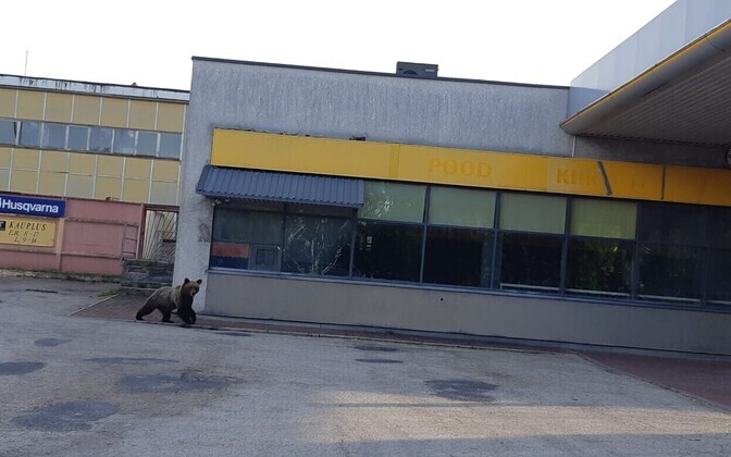 Медведи в Валга.