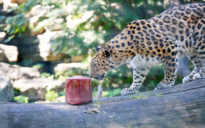 День мороженого в Таллиннском зоопарке.