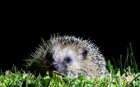 Еж. Иллюстративная фотография.