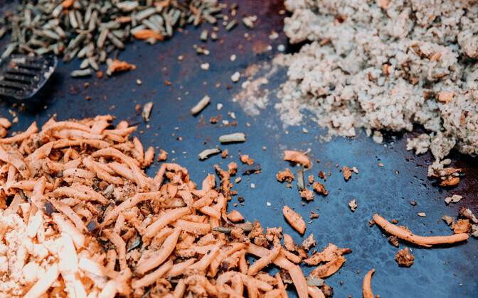 Tallinn Vegfest 2019.