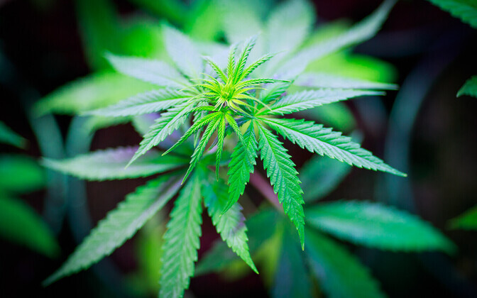 Eurosertifitseeritud kanepi kasvandus Kalamajas