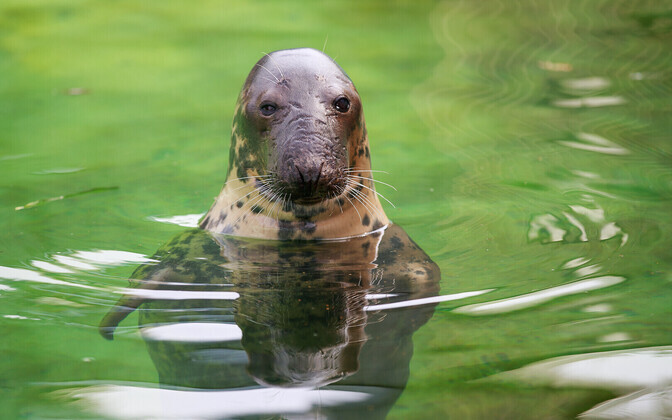 Tallinna loomaaed 80