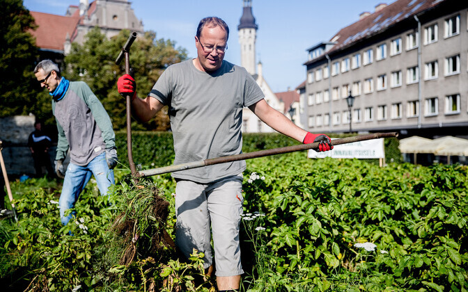 Уборка картофеля в Старом городе.