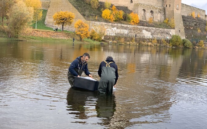 В реку Нарва выпустили мальков осетра.