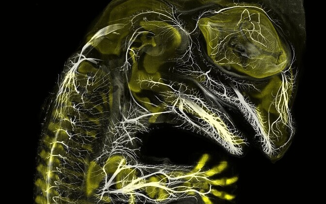 3. koht. Alligaatori embrüo selgroo ja närvisüsteemi tekkimise ajal, (10X suurendus).