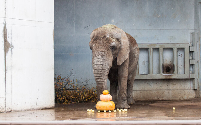 Kõrvitsapidu loomaaias