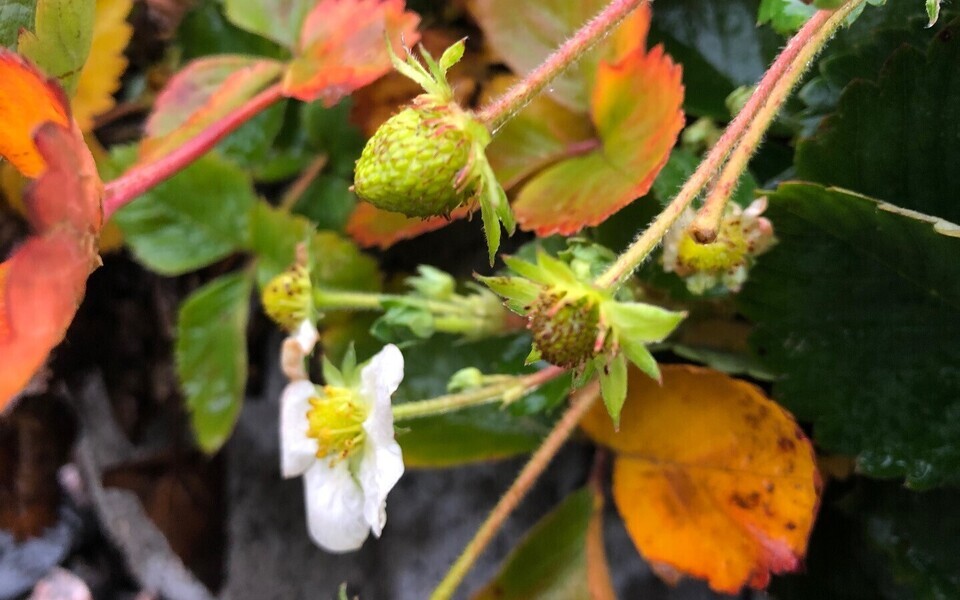 Об уровне загрязнения воздуха свидетельствуют листья и плоды клубники.