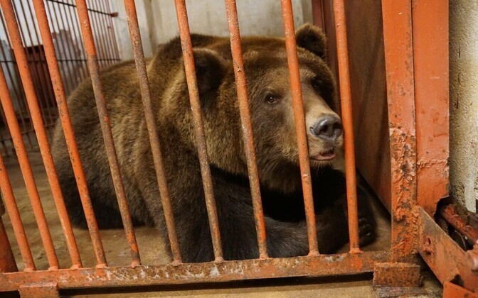 Isakaru Proša viidi tagasi kodumaale