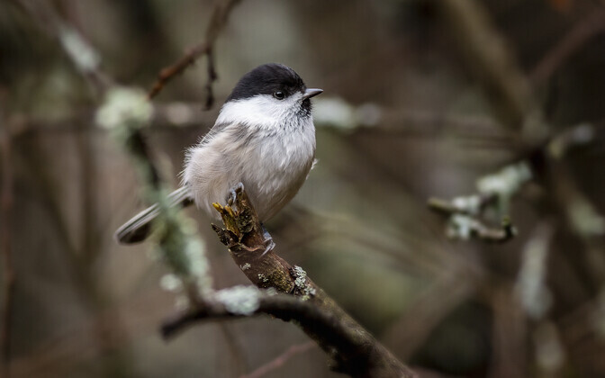 Põhjatihane Sõrvel