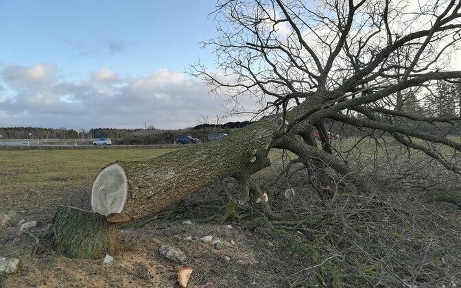 Langetatud tammik Rakvere lähedal