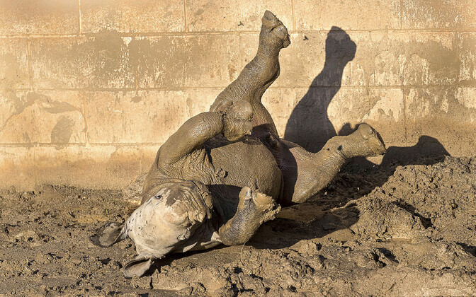 Lõuna valge-ninasarvik Future