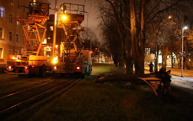 Koplis kukkus puu trammiliinidele.