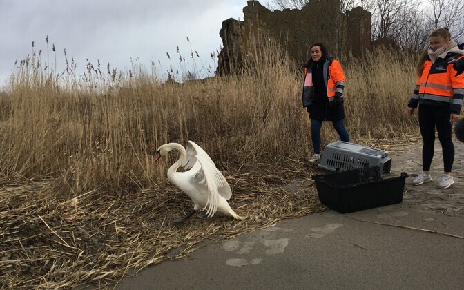 Haavatud luige loodusesse päästmine Toolses.