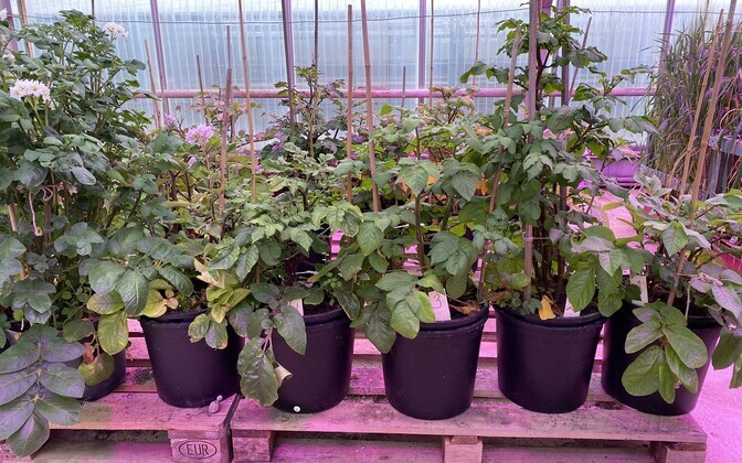 Jõgeval Eesti Taimekasvatuse Instituudi kasvuhoones katsetati varajast kartulikasvatust