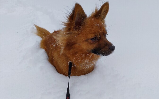 Lumine veebruari lõpp