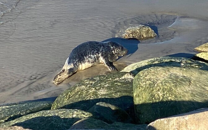 Seal pup spotted on Inglirand Beach in Tallinn.