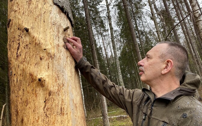 RMK juhatuse liige Tavo Uuetalu näitab kuuse-kooreüraski kahjustusi majandusmetsas Ussimäel.