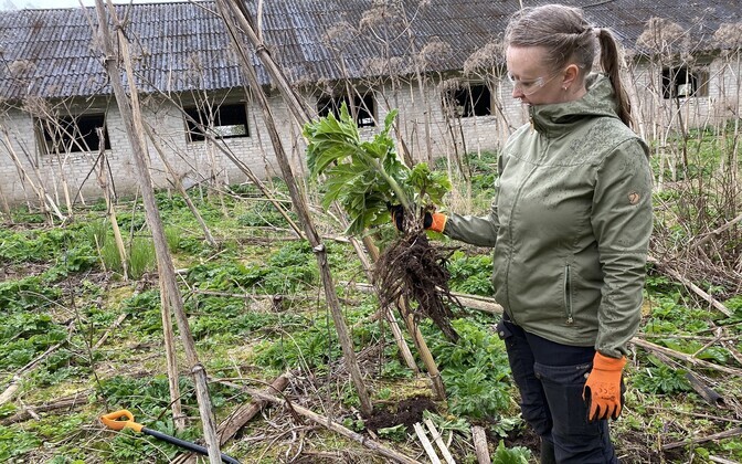 Karuputke leviala Viljandimaal Põhja-Sakala vallas Lahmuse külas mahajäetud loomalauda lähistel. Keskkonnaameti liigikaitse peaspetsialist Eike Vunk näitab, et lihtsaim viis karuputkest lahti saada on taim koos juurega välja kaevata.